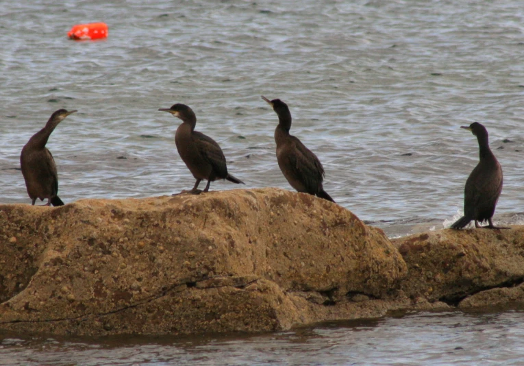 three birds perched on the side of a rock next to the ocean