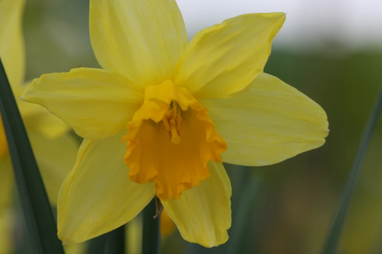 a single yellow daffodils flower is blooming