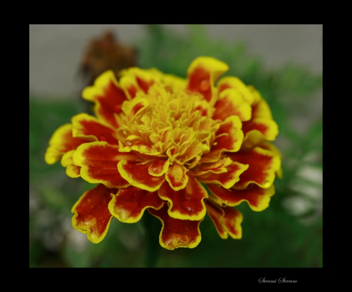 a flower with bright red and yellow petals