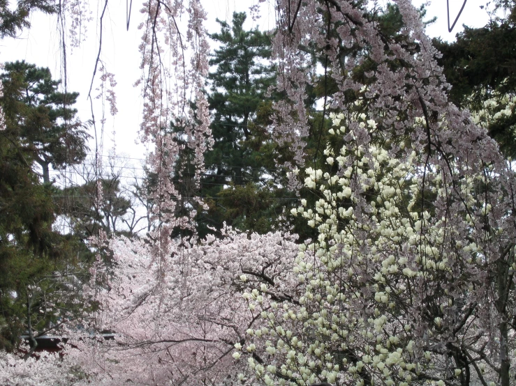 the view of a park bench next to trees