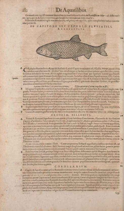 a page of a book with an engraving of a whale on it