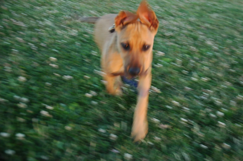 a blurry dog walking on grass in a yard