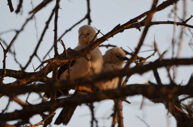 two white birds in tree nches against clear sky