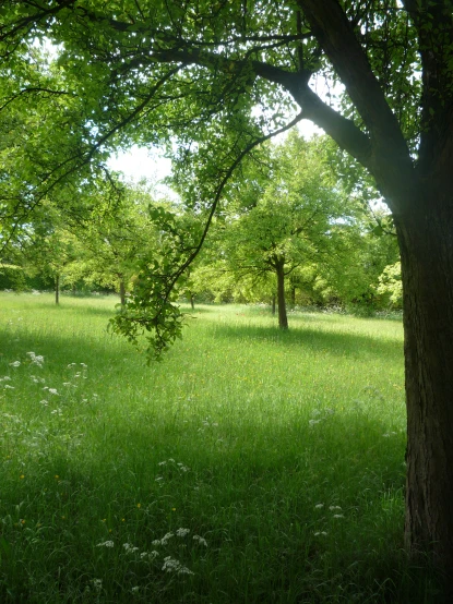 view of field and trees at sunny day