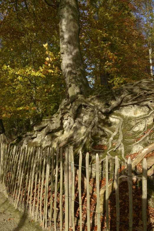 a tree with its roots exposed on top of a fence