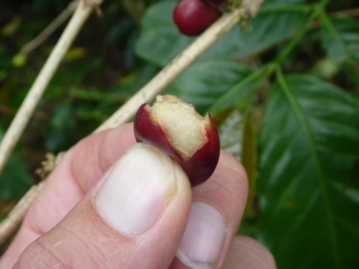 a hand is holding a piece of fruit