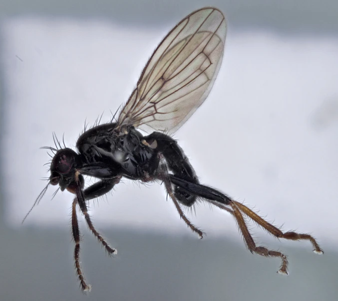 a close up of the face and antennae of a fly