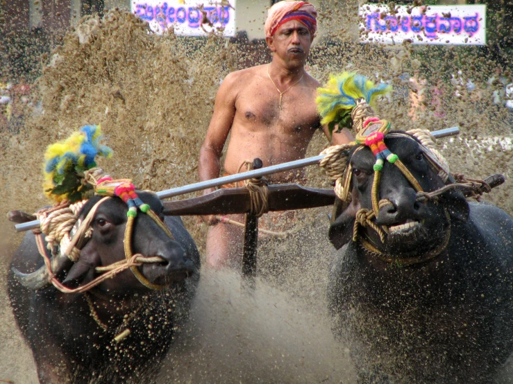 a shirtless man with two buffalo in a mud pit