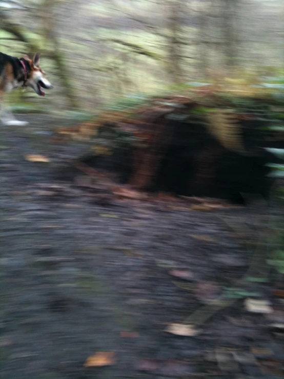 a dog running through the woods on some leaves