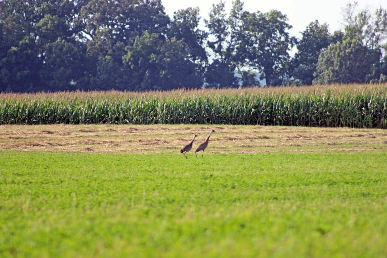 two birds walking along an open field