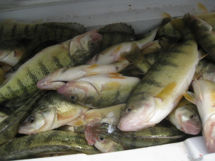 a bunch of fish in a container are being sold