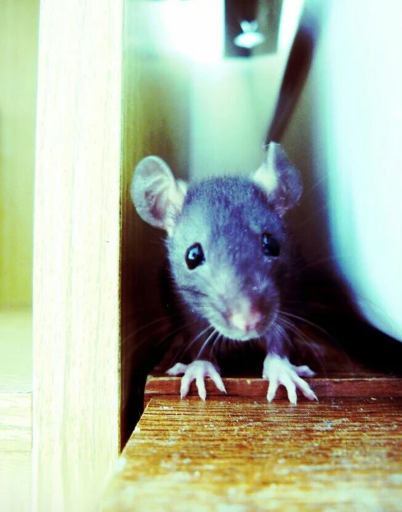 there is a gray mouse that is on the edge of the counter