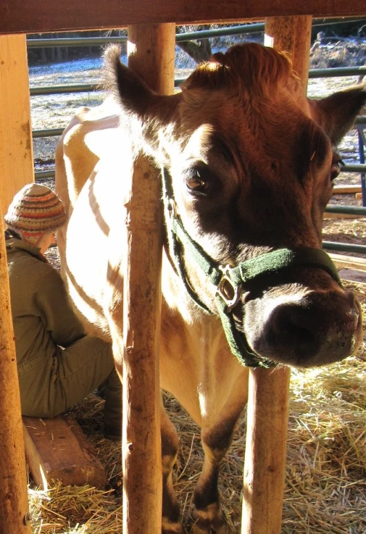 cow peeking through the bars of a fenced enclosure