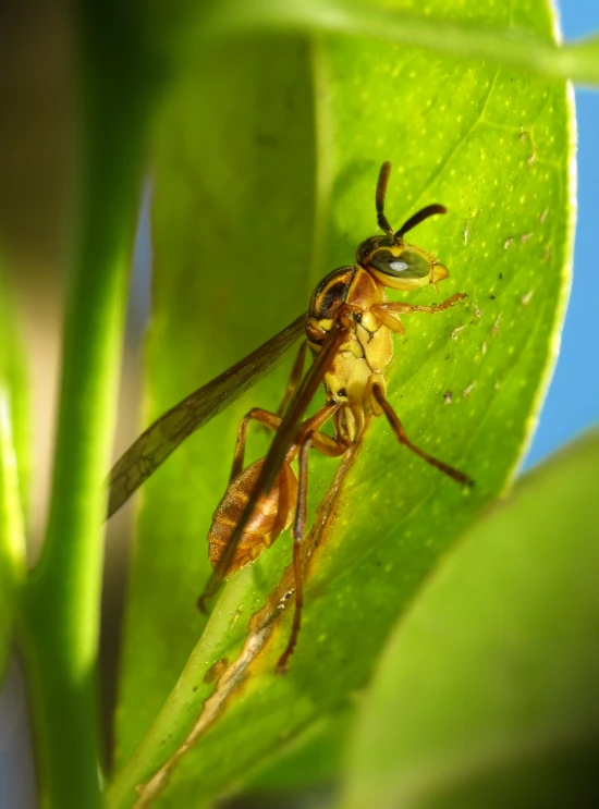 two large yellow flies sitting on top of a green leaf