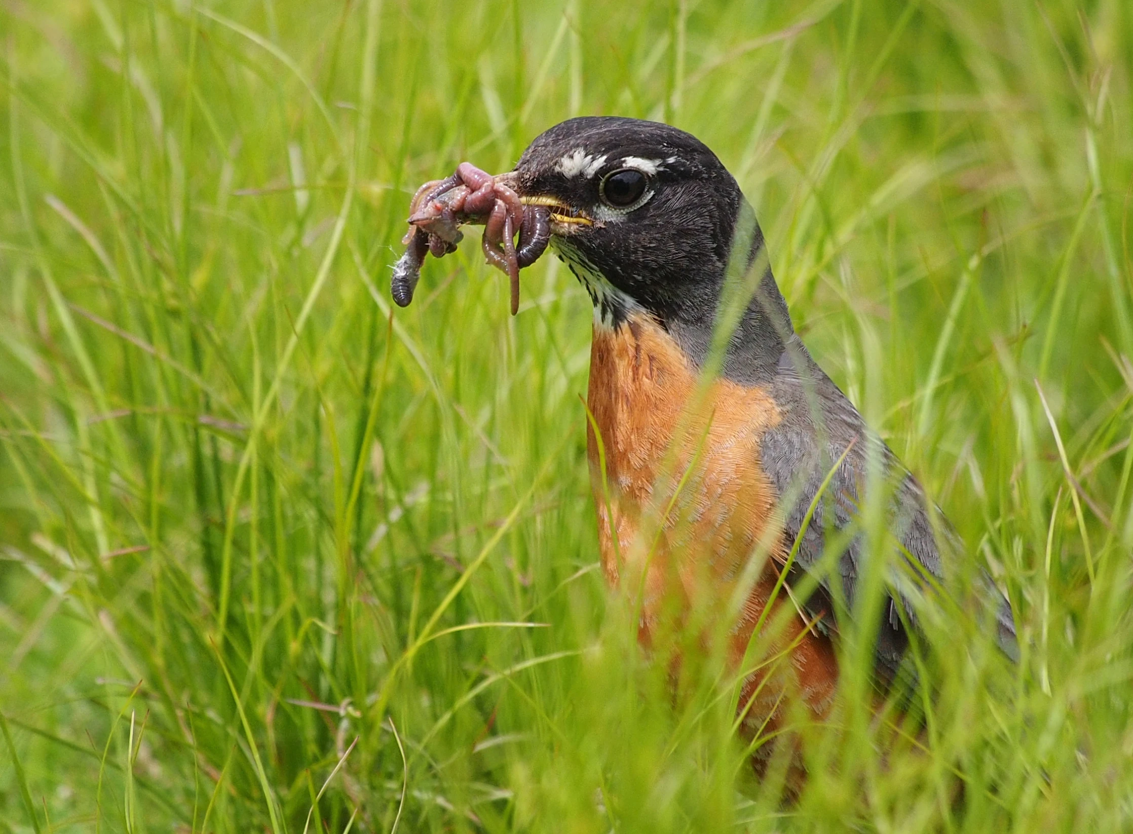 a bird with a worm in its mouth