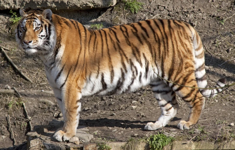 a close up of a tiger on dirt ground