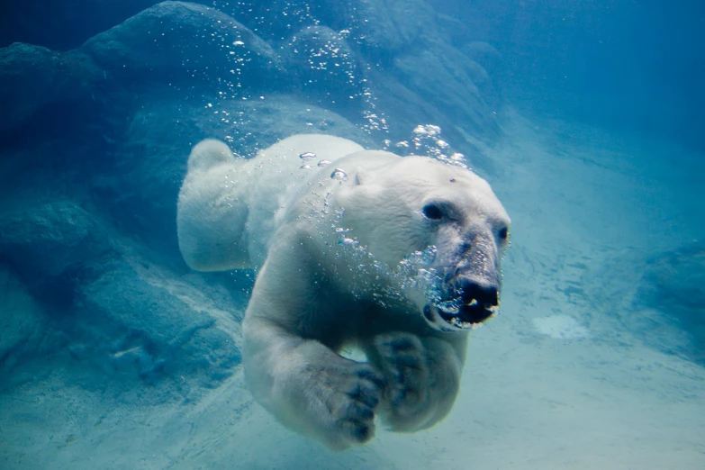 a polar bear is in the water near some rocks
