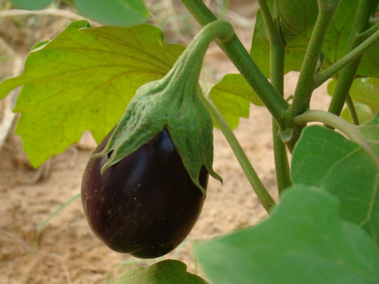 a large eggplant grows in a garden