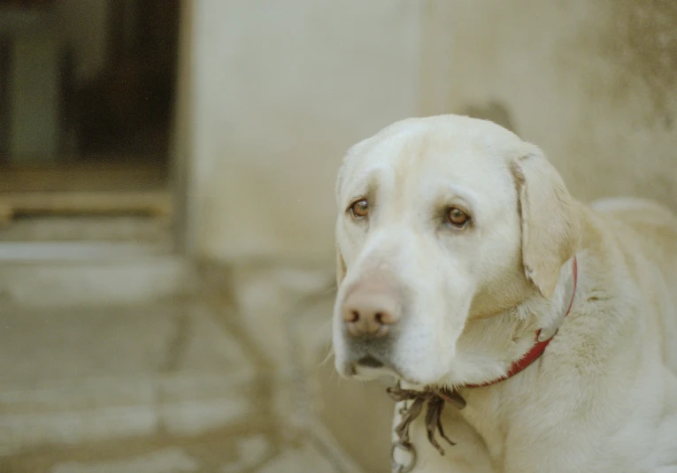 a yellow lab is tied on a leash