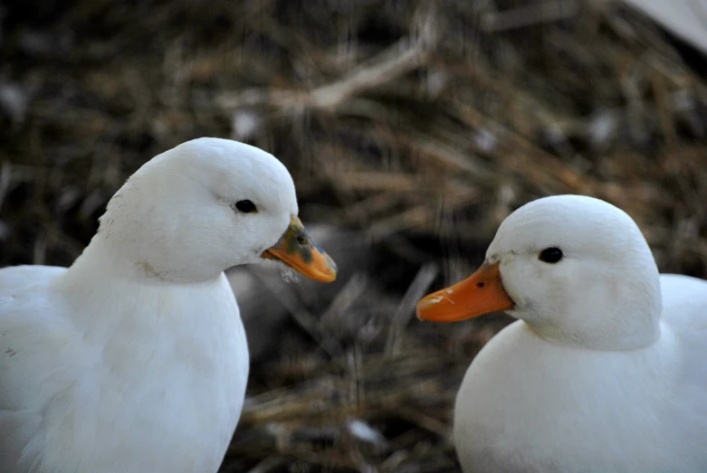 two white ducks stand next to one another