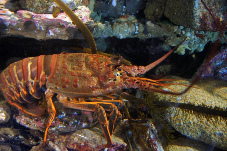 a lobster swimming through an aquarium filled with sea urchin
