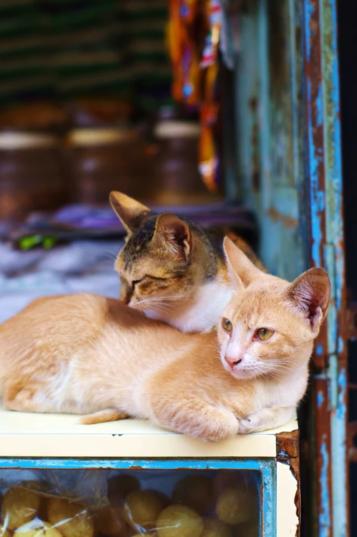 a small kitten lying on the back of another cat