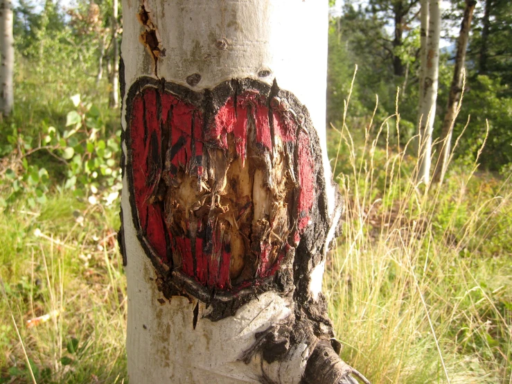 a heart carved onto a tree with a hole in the trunk