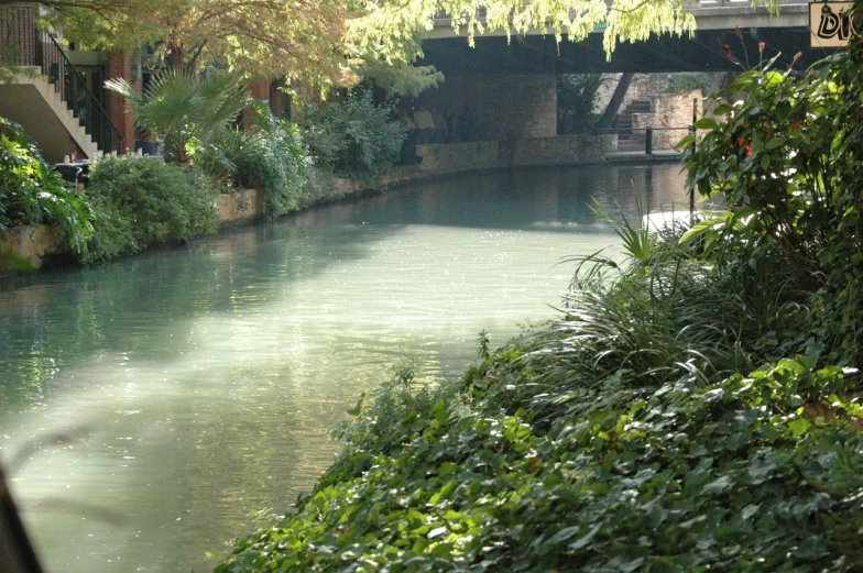 a river flowing through a lush green forest covered forest