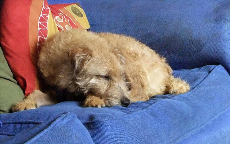 a dog sits in a blanket on the couch