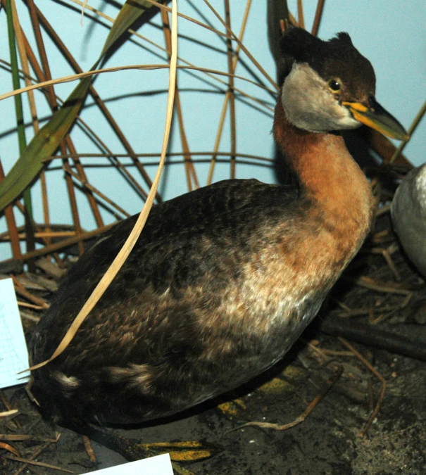 a close - up of a bird standing near a nch