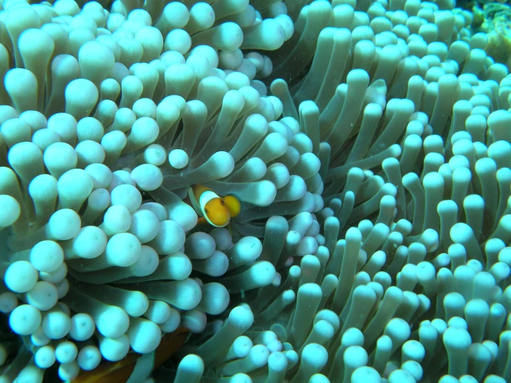 anemone on top of anemone in the ocean