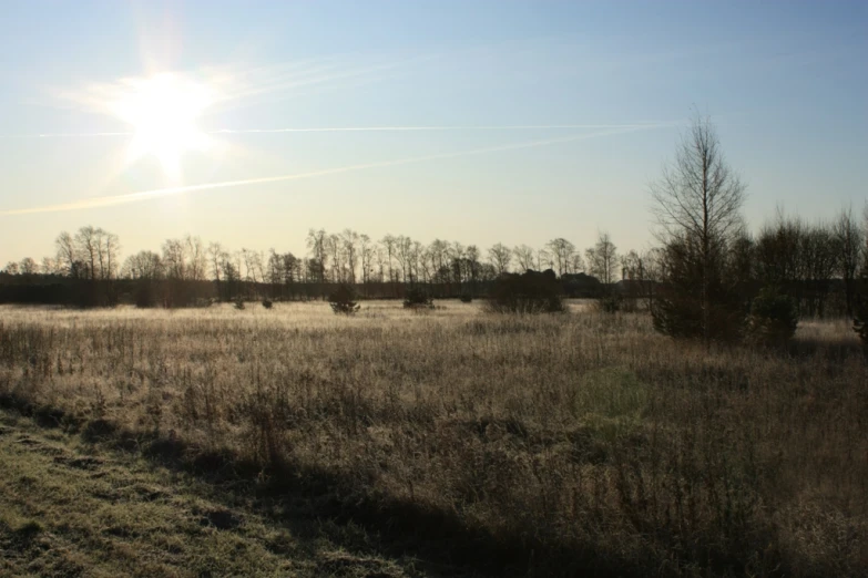 the sun is shining on an area of dead grass and trees