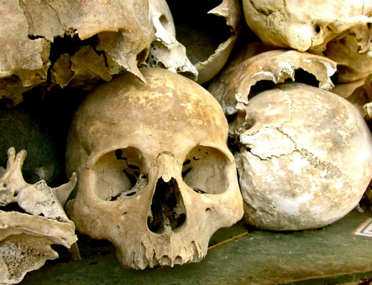 a pile of skulls are stacked together in the sunlight