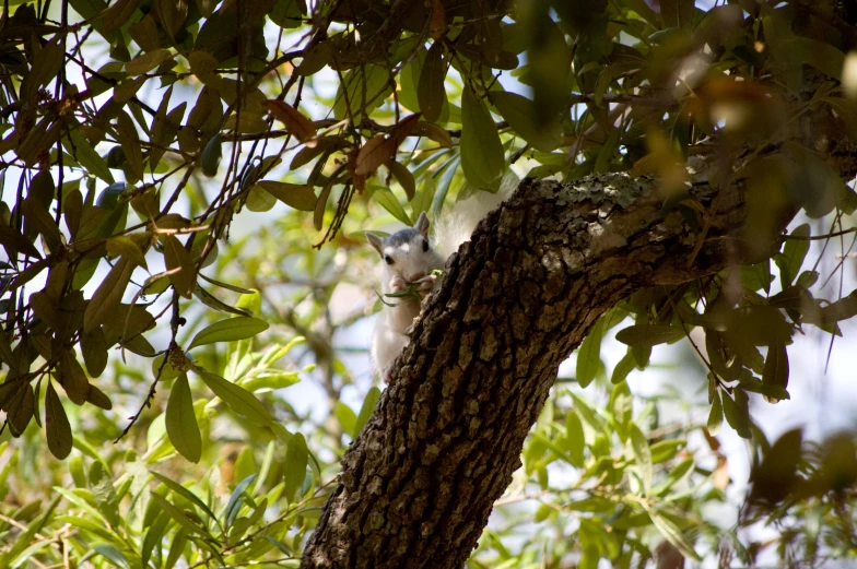 an animal that is perched on a tree