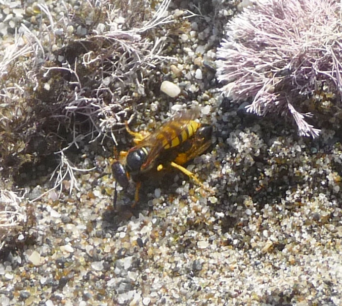 a close up of a dead insect on the ground