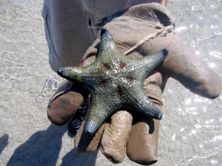 an older man's hand holding an old starfish