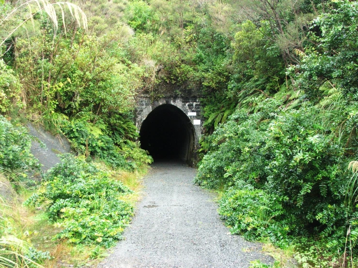 a dark tunnel on the side of a road in a jungle