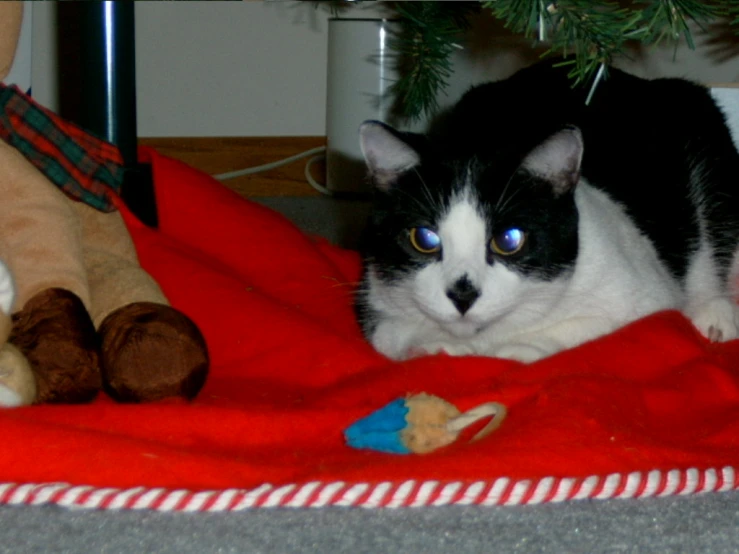 a cat sits on the floor next to a teddy bear and christmas tree