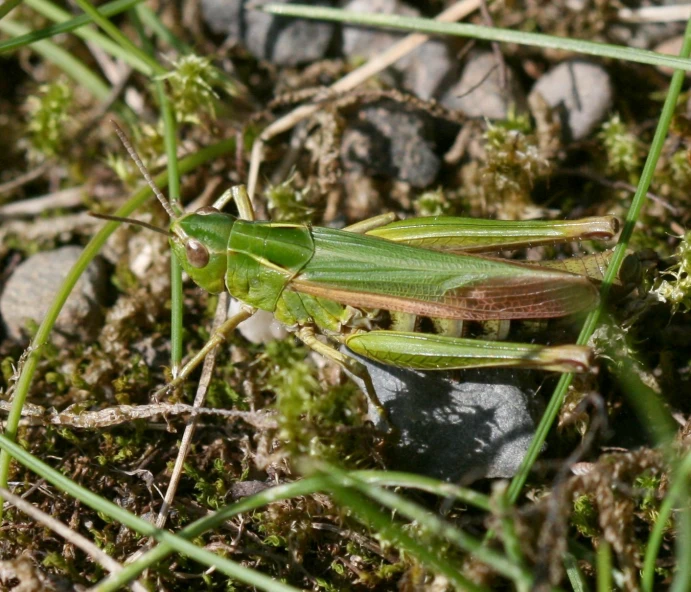 a green insect with brown spots sitting on the ground