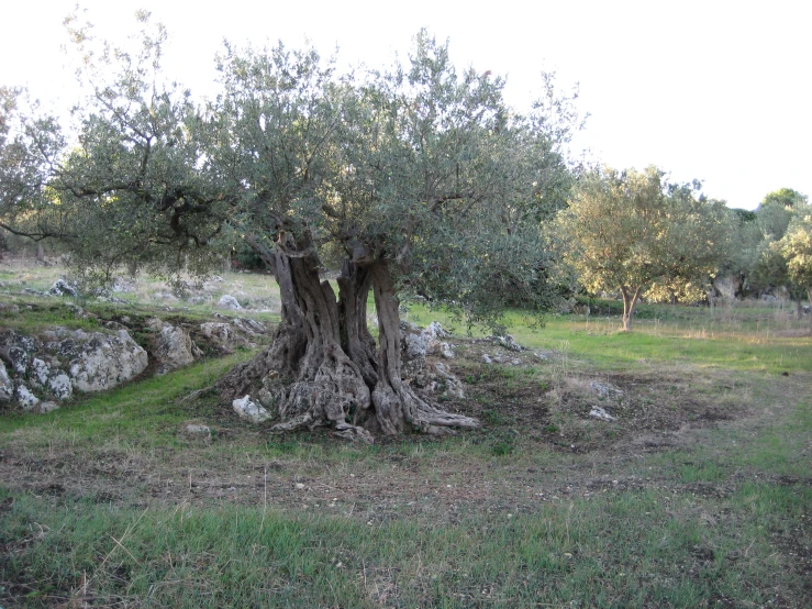 an olive tree is growing in the middle of some green grass
