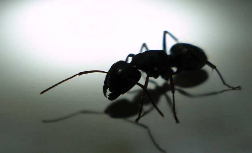 an insect standing on a glass in the middle of daylight