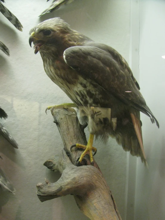 an eagle is perched on top of a wooden nch