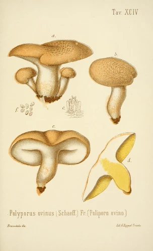 illustration of a group of mushrooms