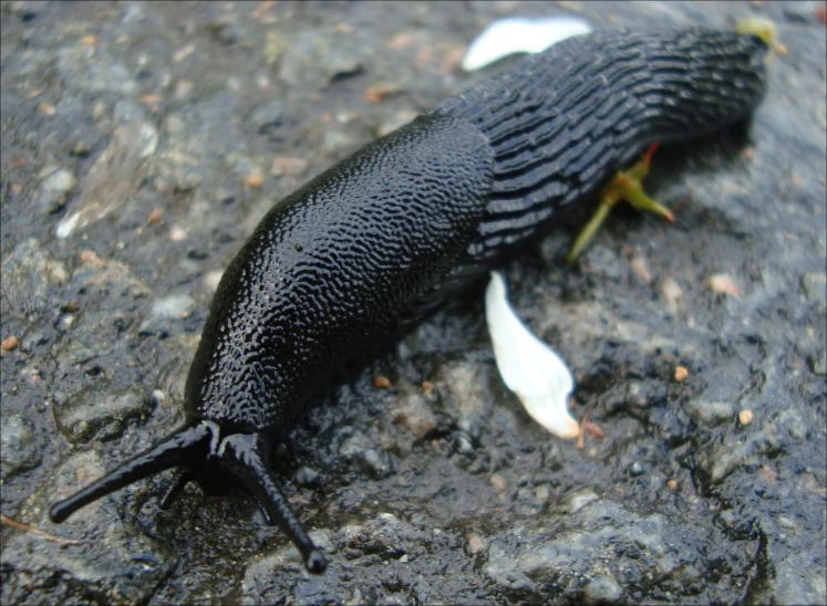 a black slug lays on the ground with a leaf in it