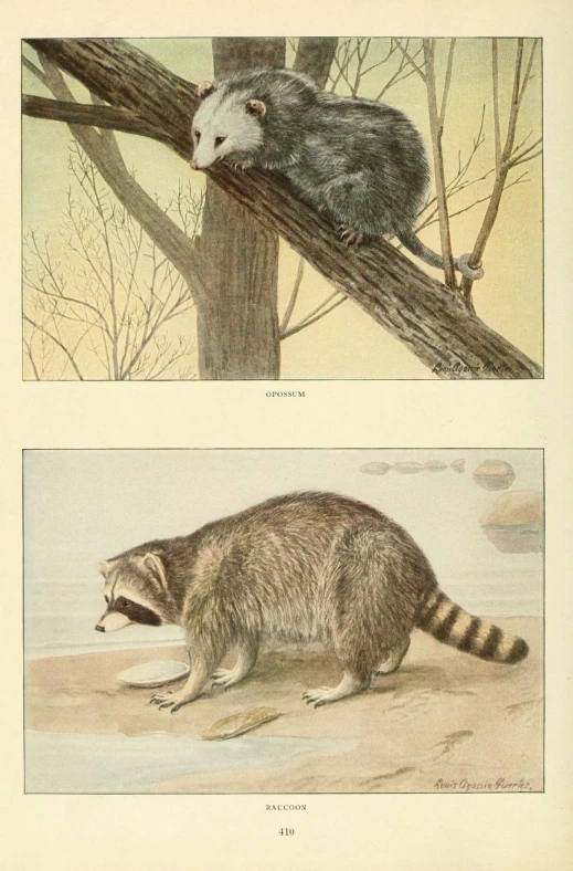 two paintings of badger and rac on the same nch