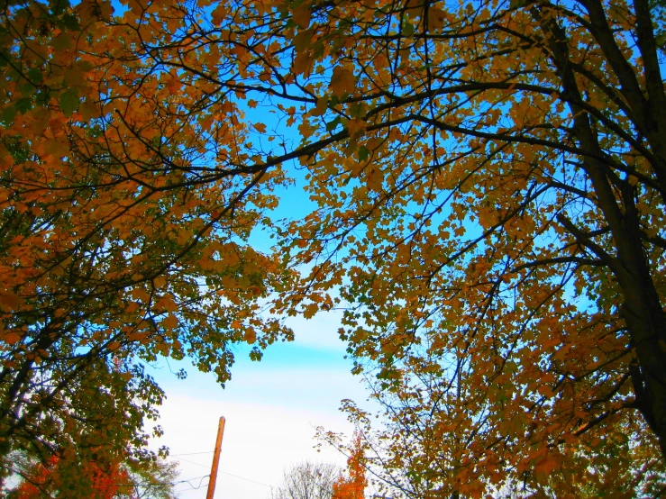 a tree filled forest next to an electric pole