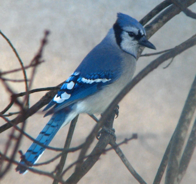 a blue bird that is sitting on a nch