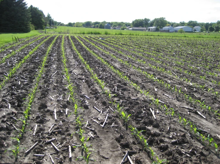 there are two rows of corn plants in the middle of the field