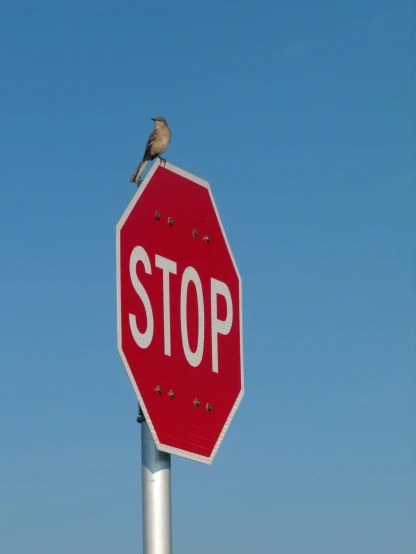 the bird is standing on top of the stop sign