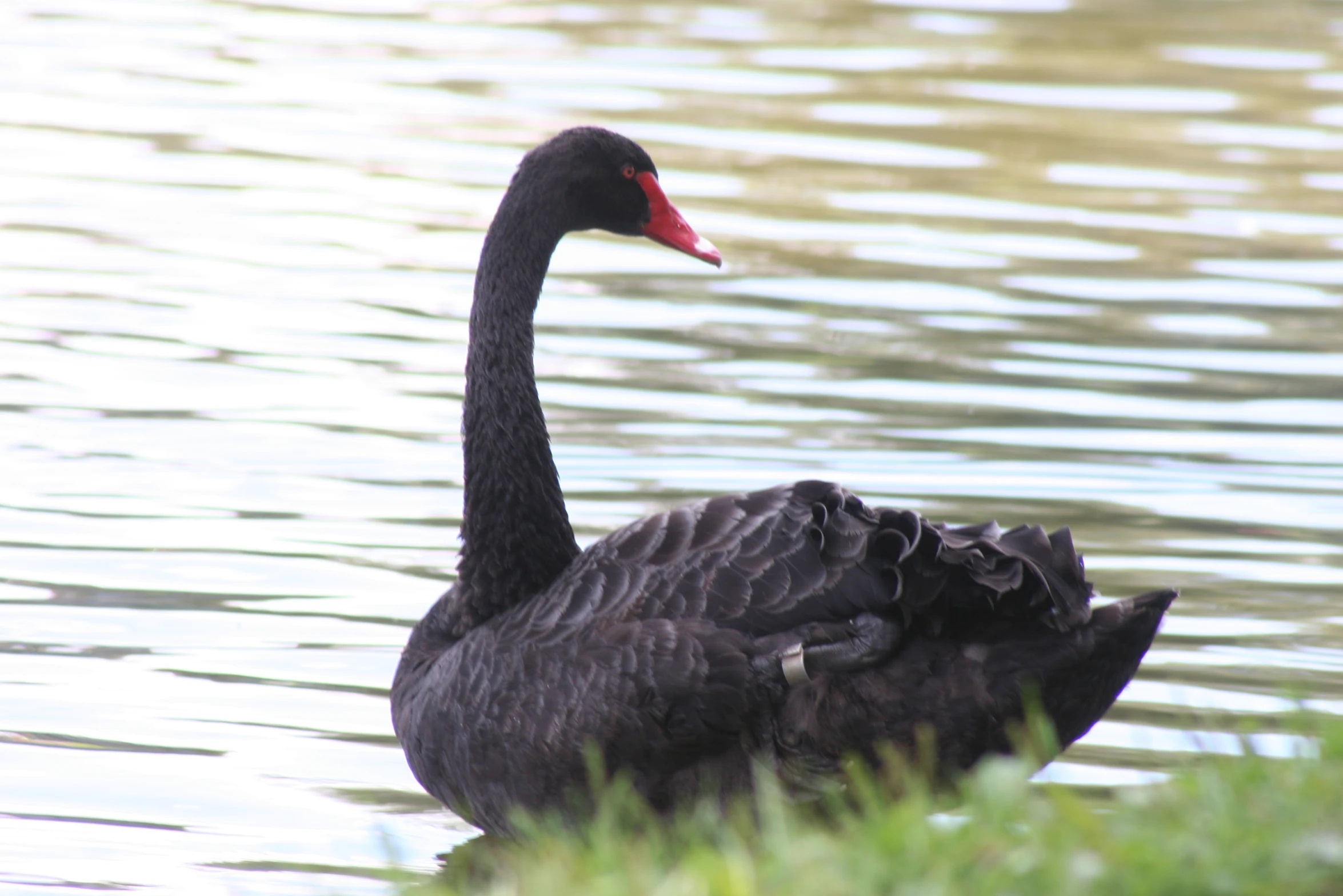 a black swan with a red beak and long beak swimming on the water